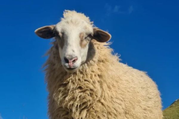 welna merino